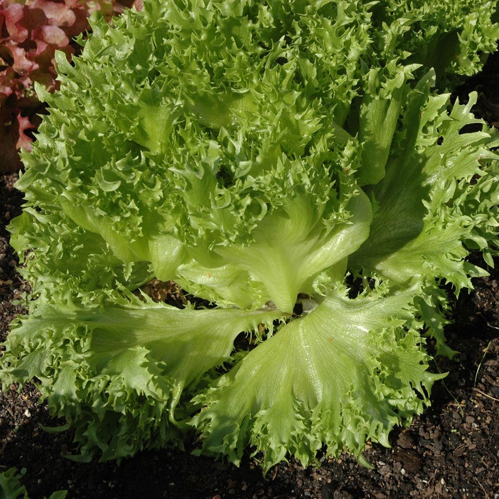 Impecta Isbergssallat 'Frillice' (pellets)