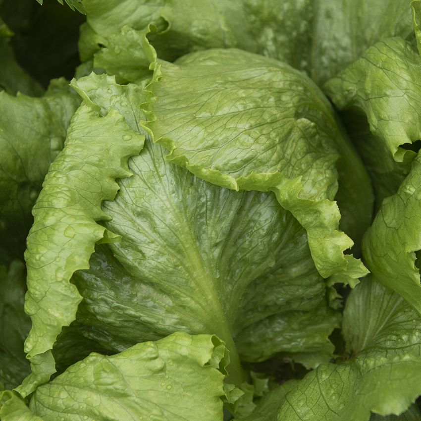 Impecta Isbergssallat 'Saladin' (pellets)