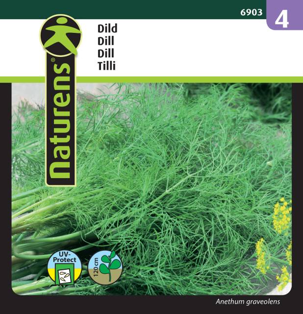 Dillfröet