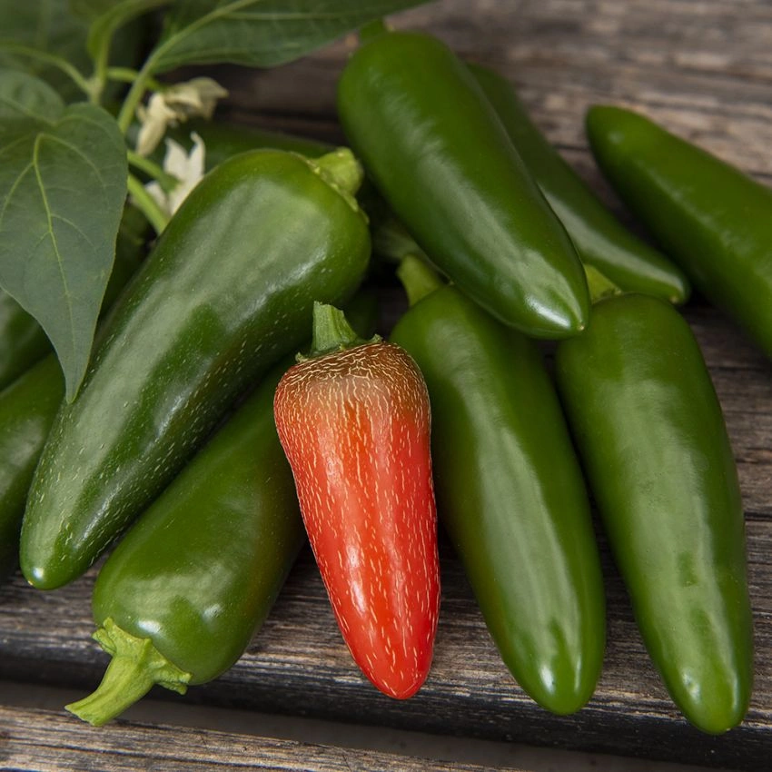 Chilifröt