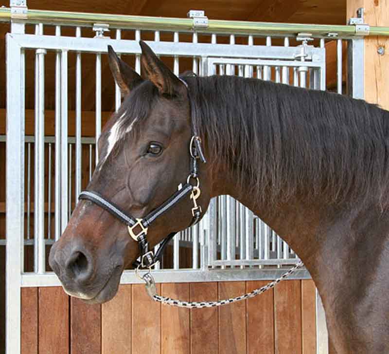 Foga Mustang grimma Full