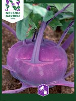 Nelson Garden Kålrabbi 'Blaro' violett