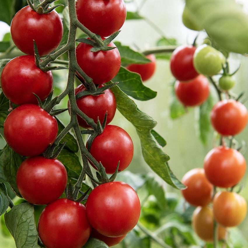 Tomaten att odla