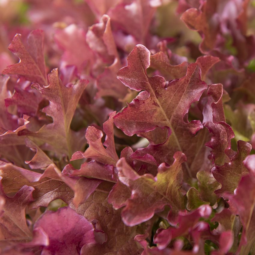 Impecta Plocksallat 'Mascara'