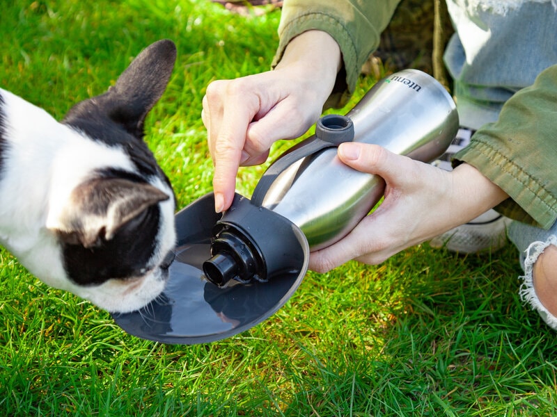 Utenu vattenflaska för hund 650 ml