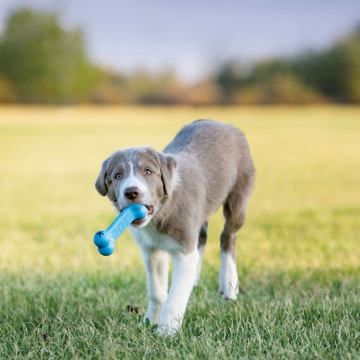 Hundbenet valp