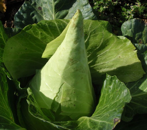 Runåbergs Filderkraut ekofrö (ca 100 frön)