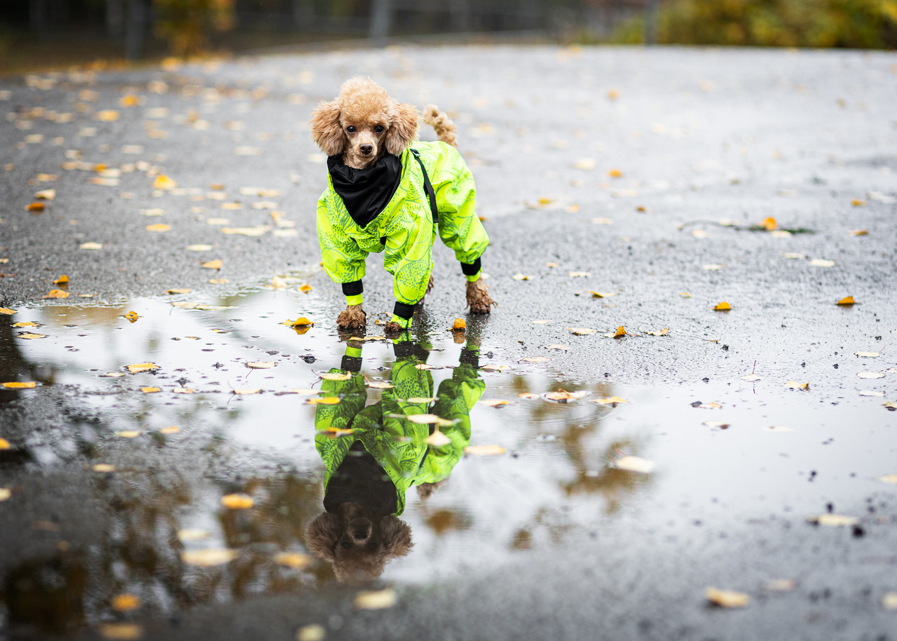 PAIKKA Regnoverall Hund Neon