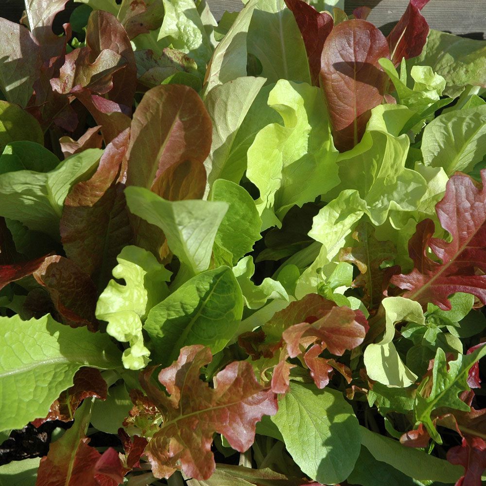 Impecta Miniplocksallat Baby Leaf mix