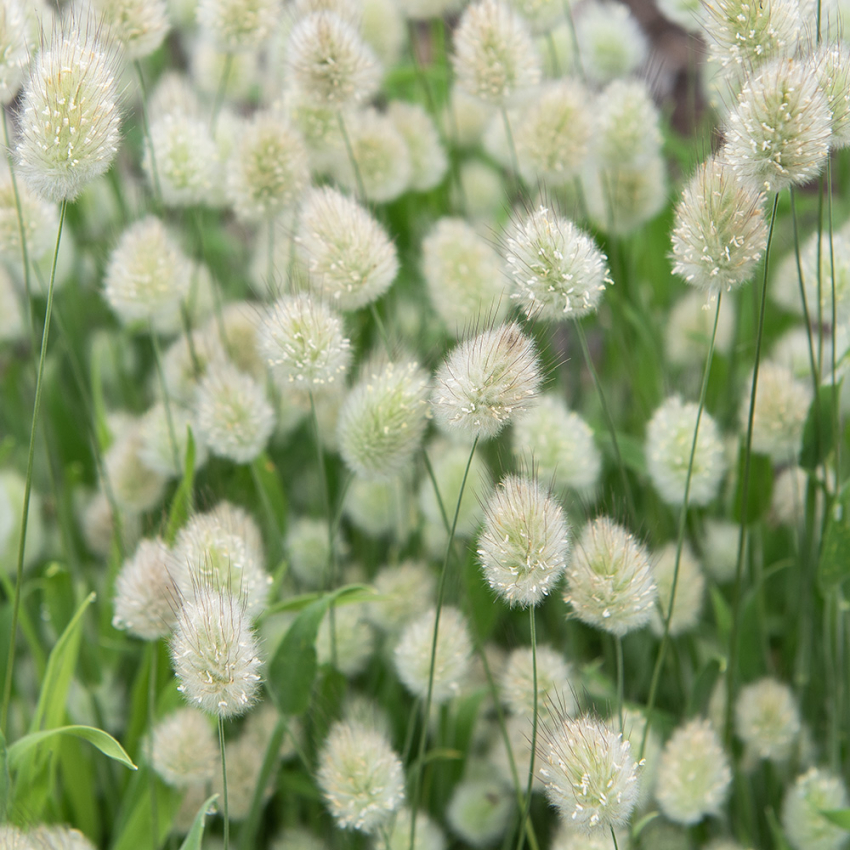 Impecta Harsvans 'Bunny Tails' (100 frö)