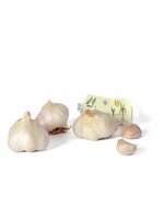 Nelson Garden Sättvitlök 3-pack