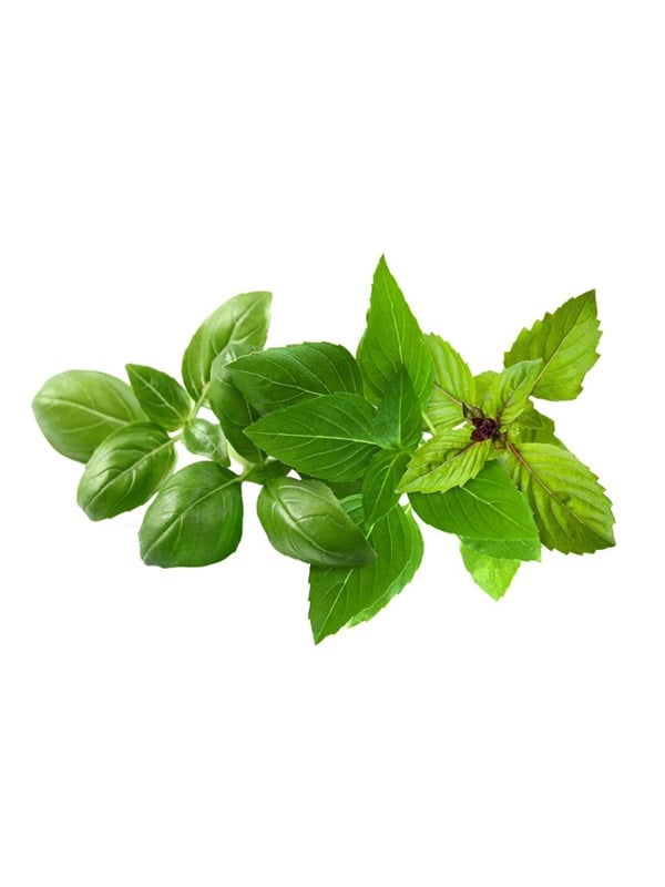 Click & Grow Basil Variety Mix (9 pluggar)
