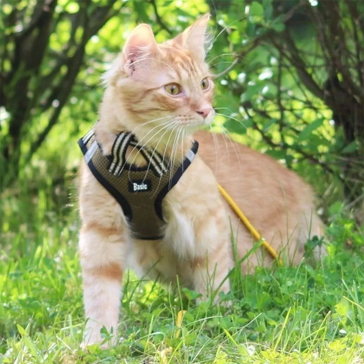 Kattselen