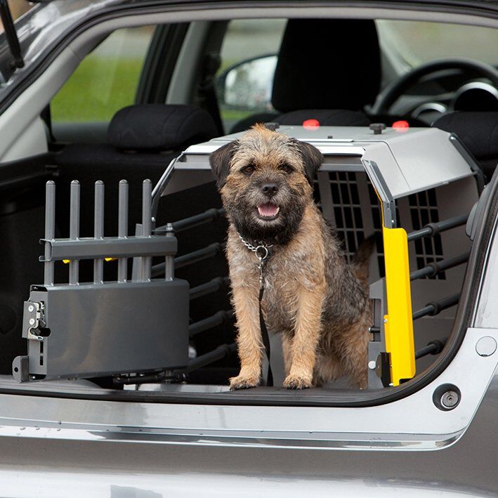Hundburen till bil