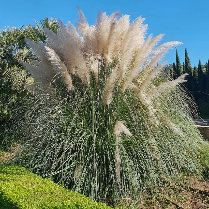 Impecta Vitt Pampasgräs 'White Feather' (100 frö)
