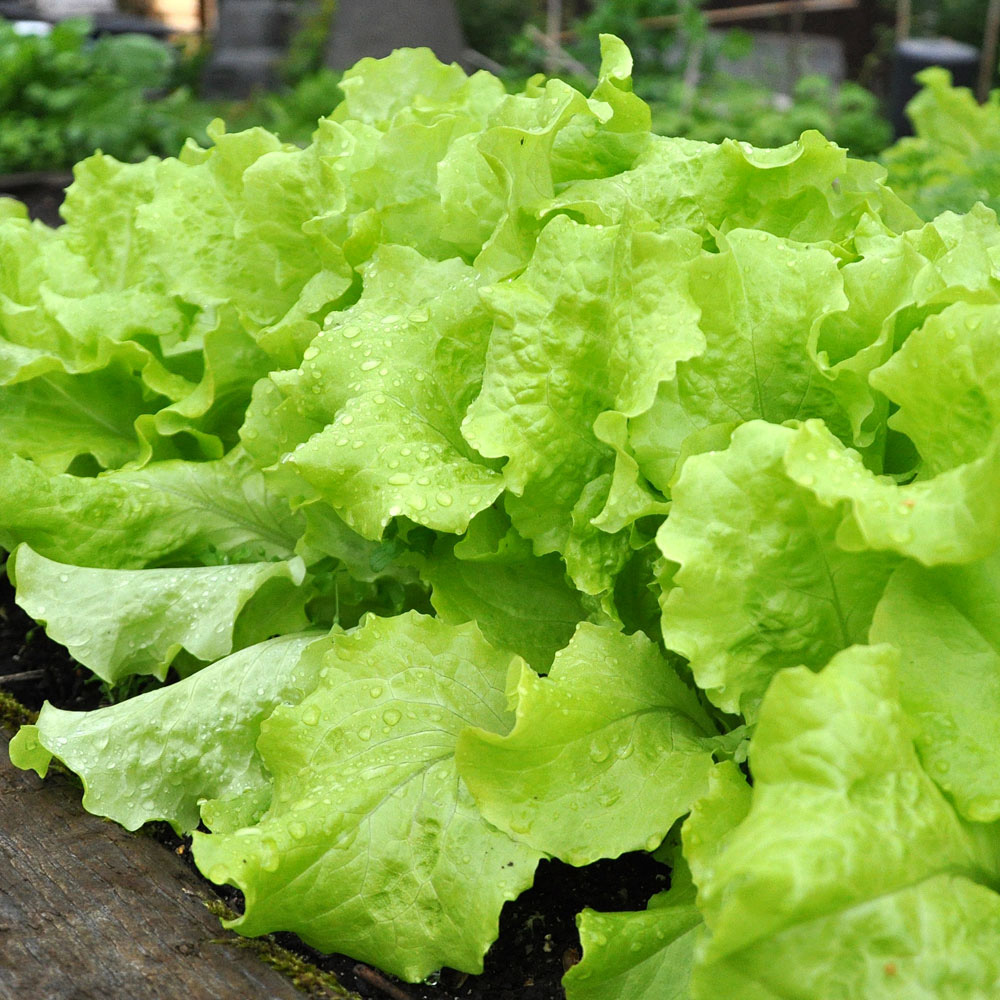 Plocksalladen