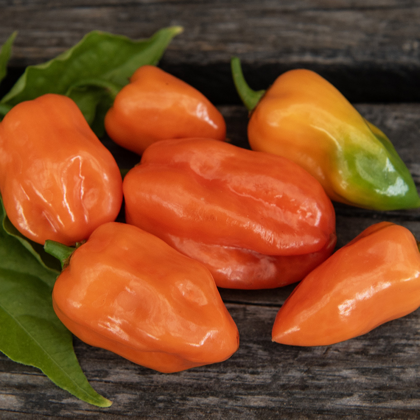 Impecta Habanero Orange (15 frö)