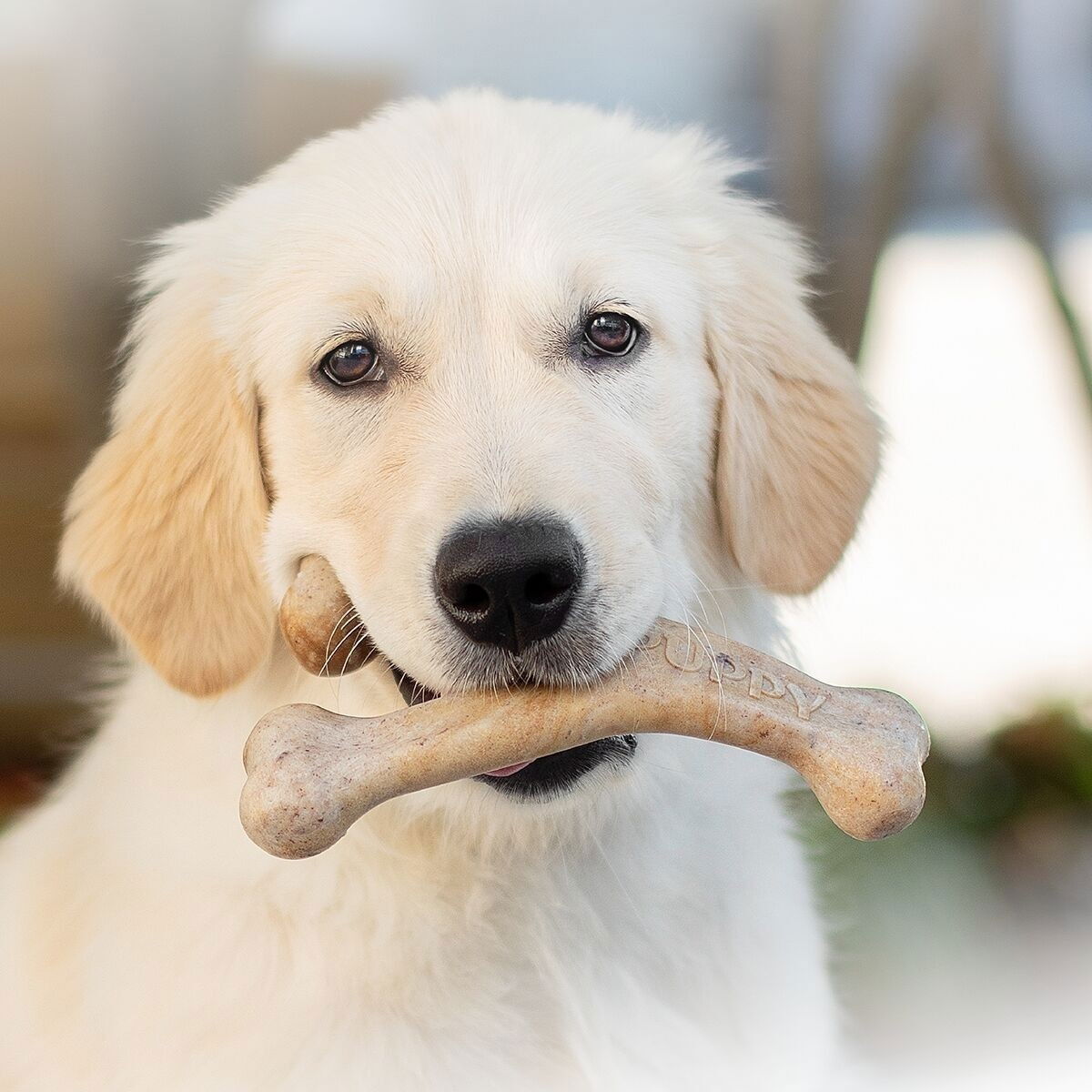 Benebone Puppy Wishbone Bacon S