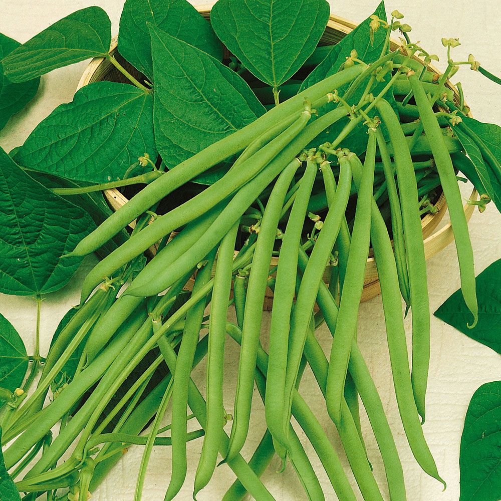 Brytböna 'Maxi', ekologisk, 40 frö