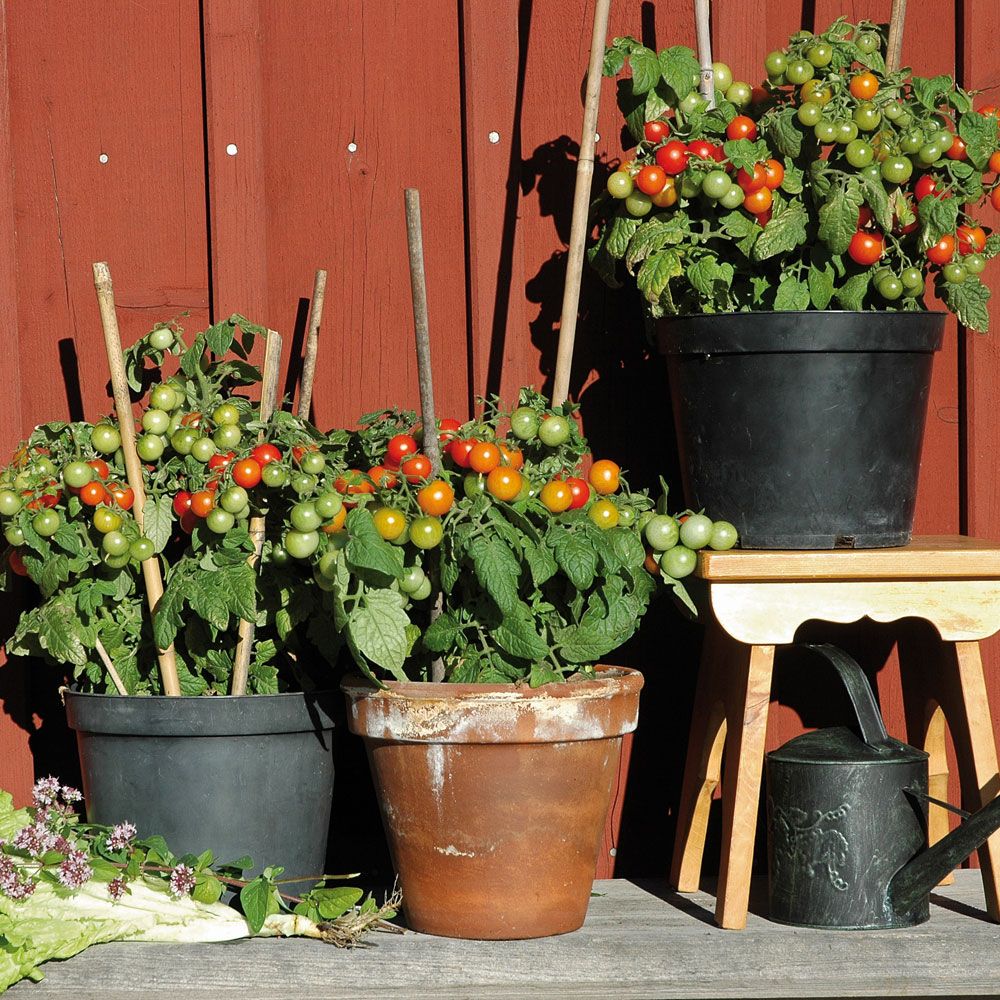 Impecta Körsbärstomat 'Vilma', 40 frön