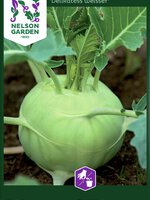 Nelson Garden Kålrabbi 'Delikatess Weisser'