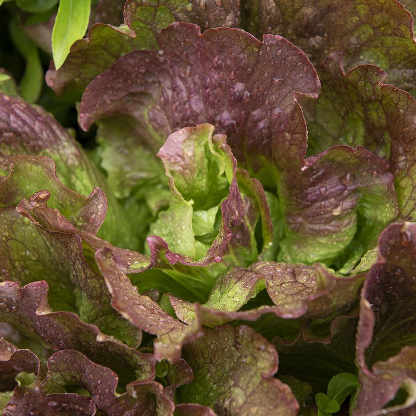 Impecta Isbergssallat 'Red Iceberg'