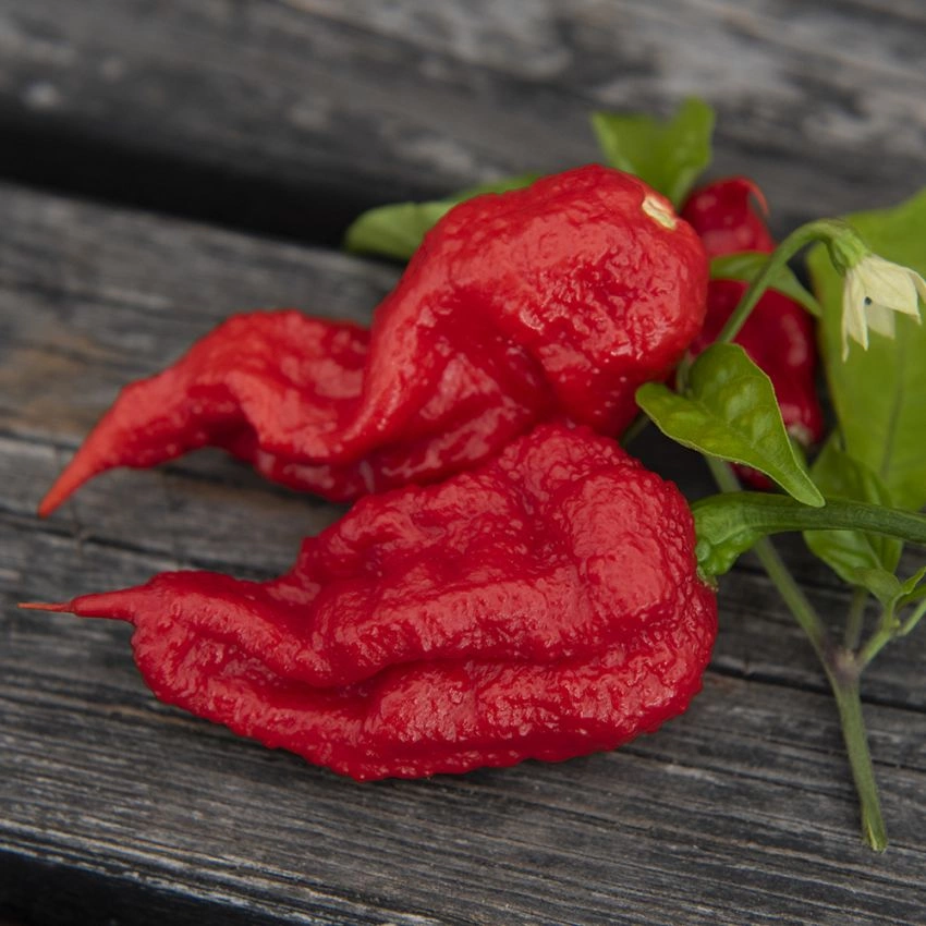 Impecta Carolina Reaper (5 frö)