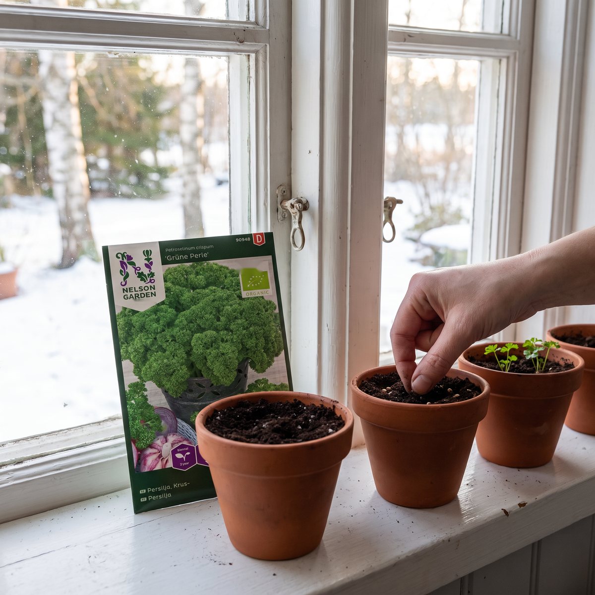 Fröpåsen Grüne Perle Eko lutad mot lerkrukor i ett köksfönster med snö utanför, medan en hand trycker ner frön i jorden.