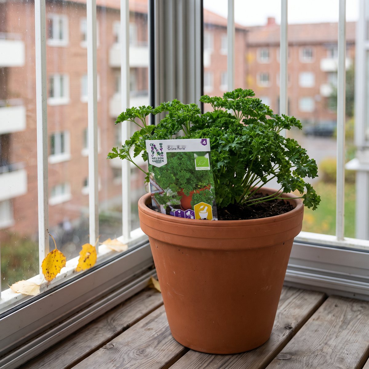 Lerkruka med kruspersilja och fröpåsen Grüne Perle på en inglasad balkong med gula björklöv på hösten.