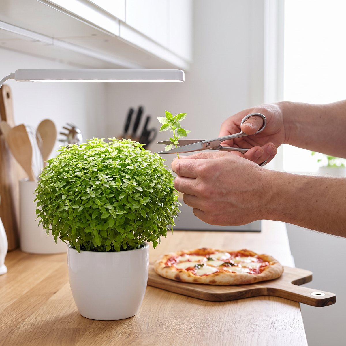 Kompakt, bollformad basilika Fino Verde i vit kruka under en växtlampa på köksbänken, en hand klipper en kvist med sax bredvid en pizza