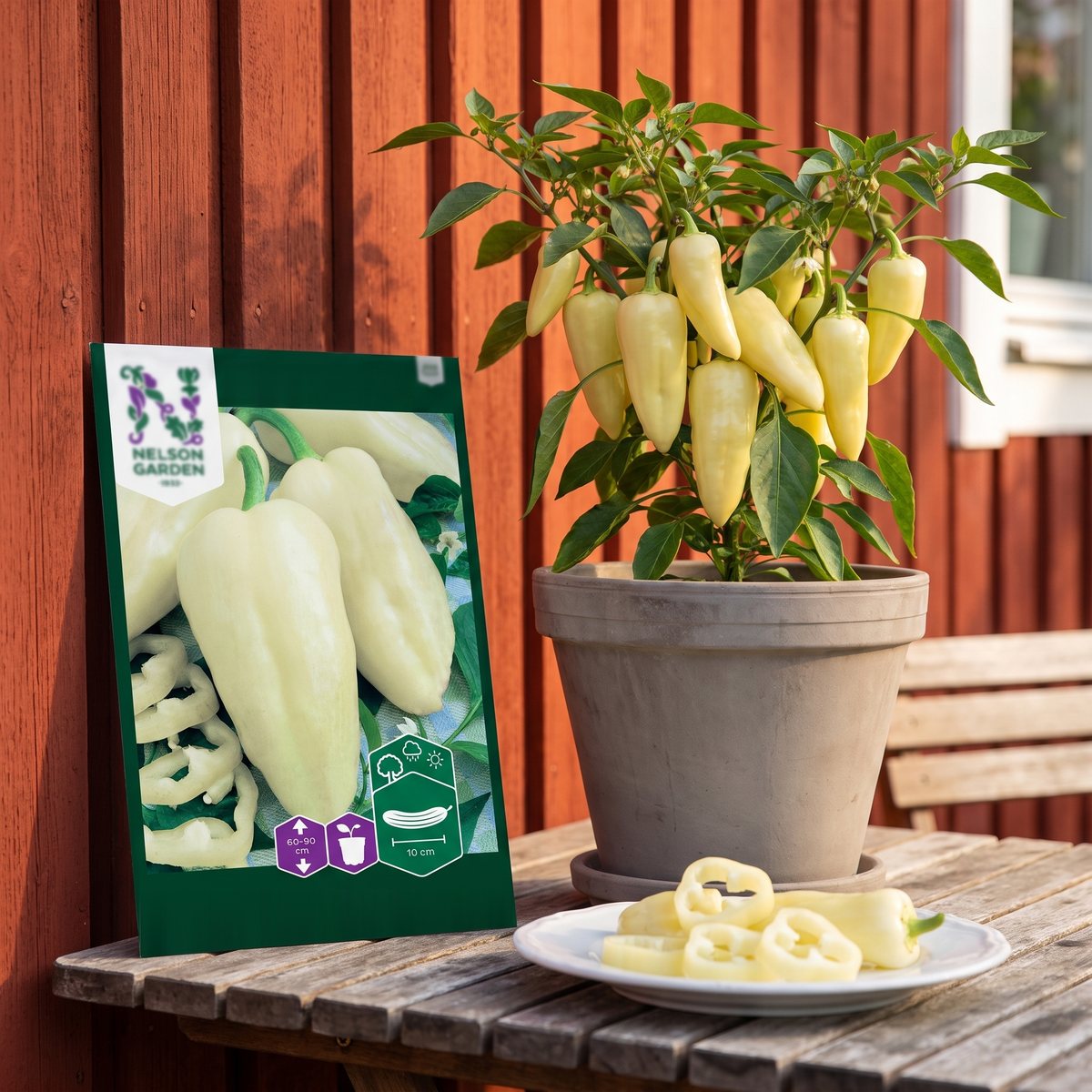 Paprikaplanta med crèmevita frukter i en grå kruka mot en faluröd trävägg, med fröpåsen och en tallrik paprikaringar på ett trädgårdsbord.