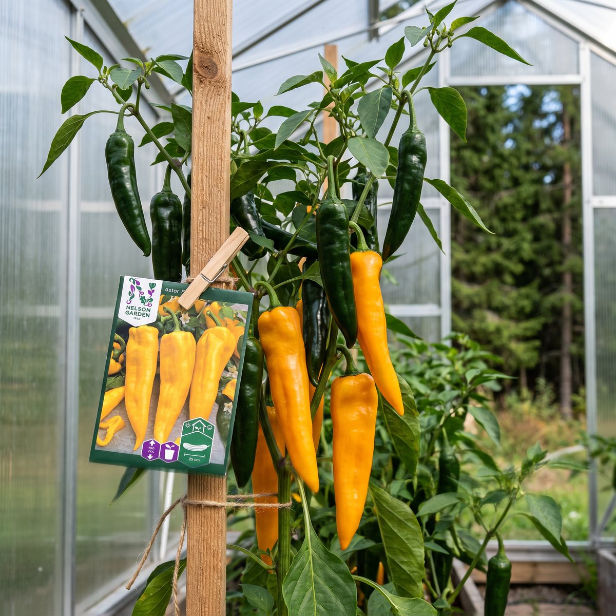 Hög paprikaplanta med långa mörkgröna och orange frukter uppbunden vid en trästör i ett växthus, med fröpåsen fäst med en klädnypa och granskog utanför.