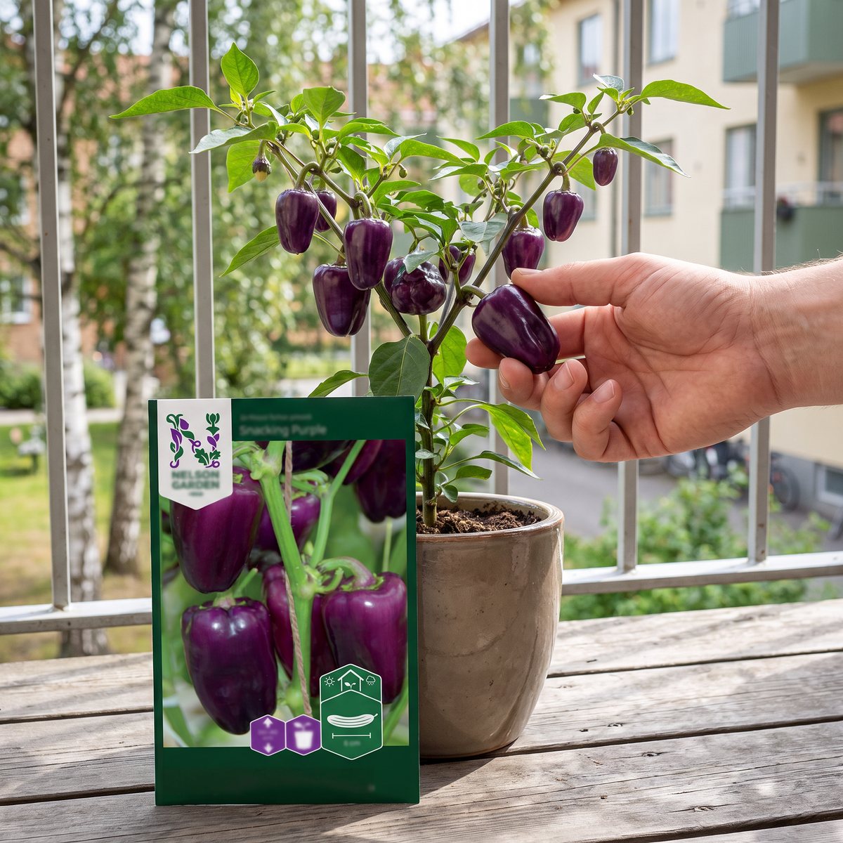 Hand som plockar en liten lila paprika från en kompakt planta i en keramikkruka på en balkong, med fröpåsen bredvid och björkar på gården.