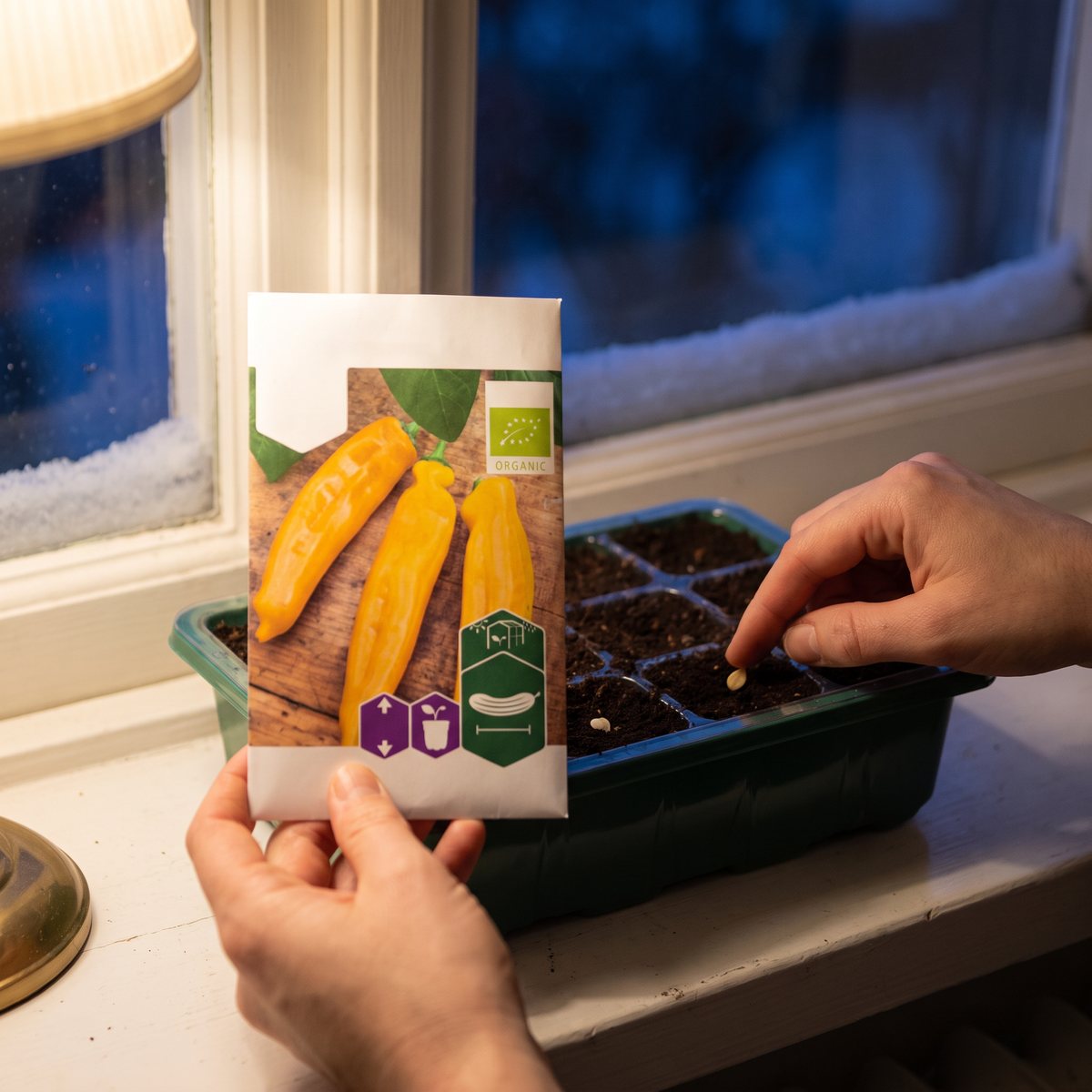 Hand som trycker ner ett paprikafrö i en såbricka på en fönsterbräda en vinterkväll, medan andra handen håller fröpåsen Zazu.