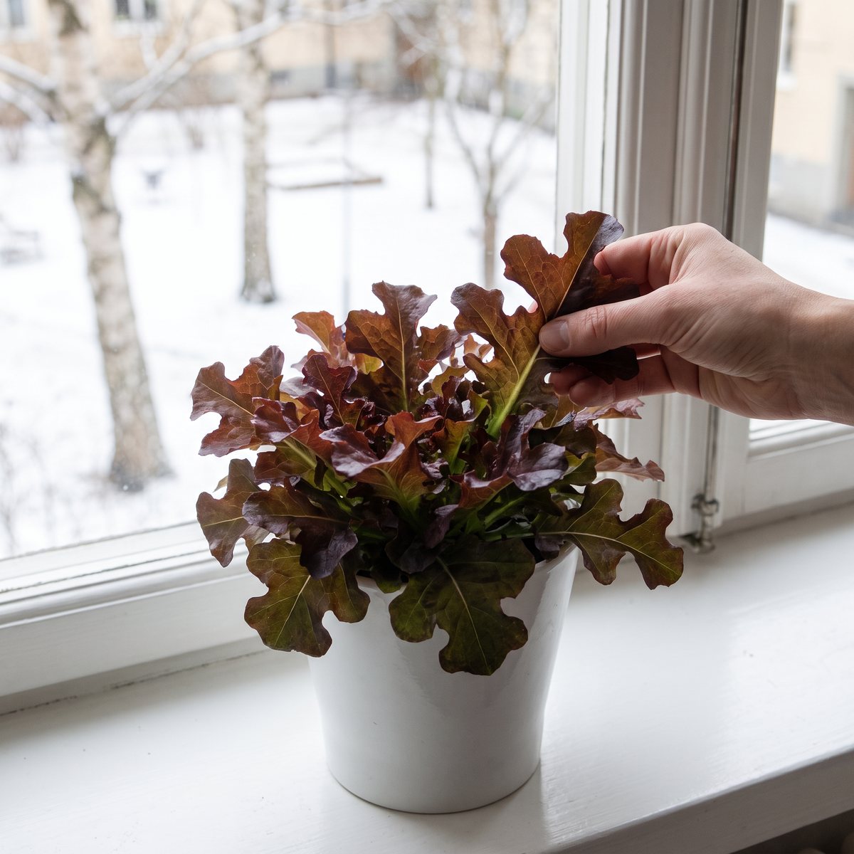 Plocksallat Salad Bowl Rossa i en vit kruka på ett köksfönster, med snö och björkar utanför, där en hand plockar ett rött blad