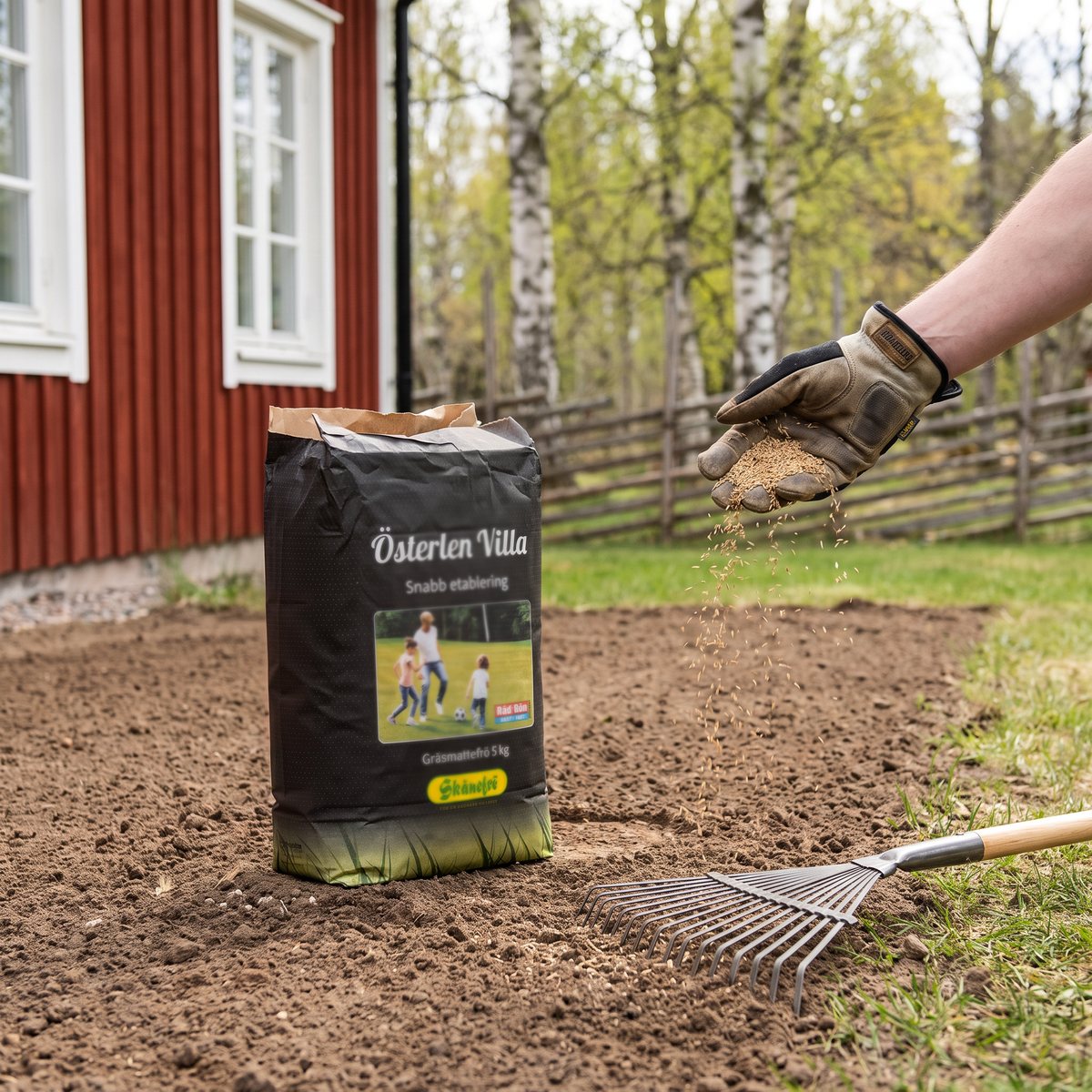 Säck med Skånefrö Österlen Villa gräsfrö på nykrattad jord medan gräsfrö sås för hand framför ett rött trähus