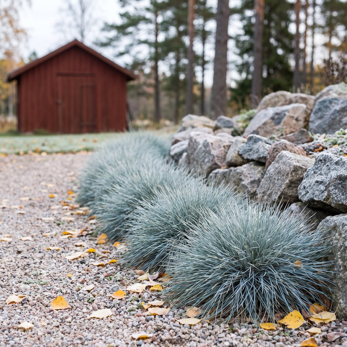 En rad isblå tuvor av blåsvingel 'Varna' längs en grusgång och ett stenparti