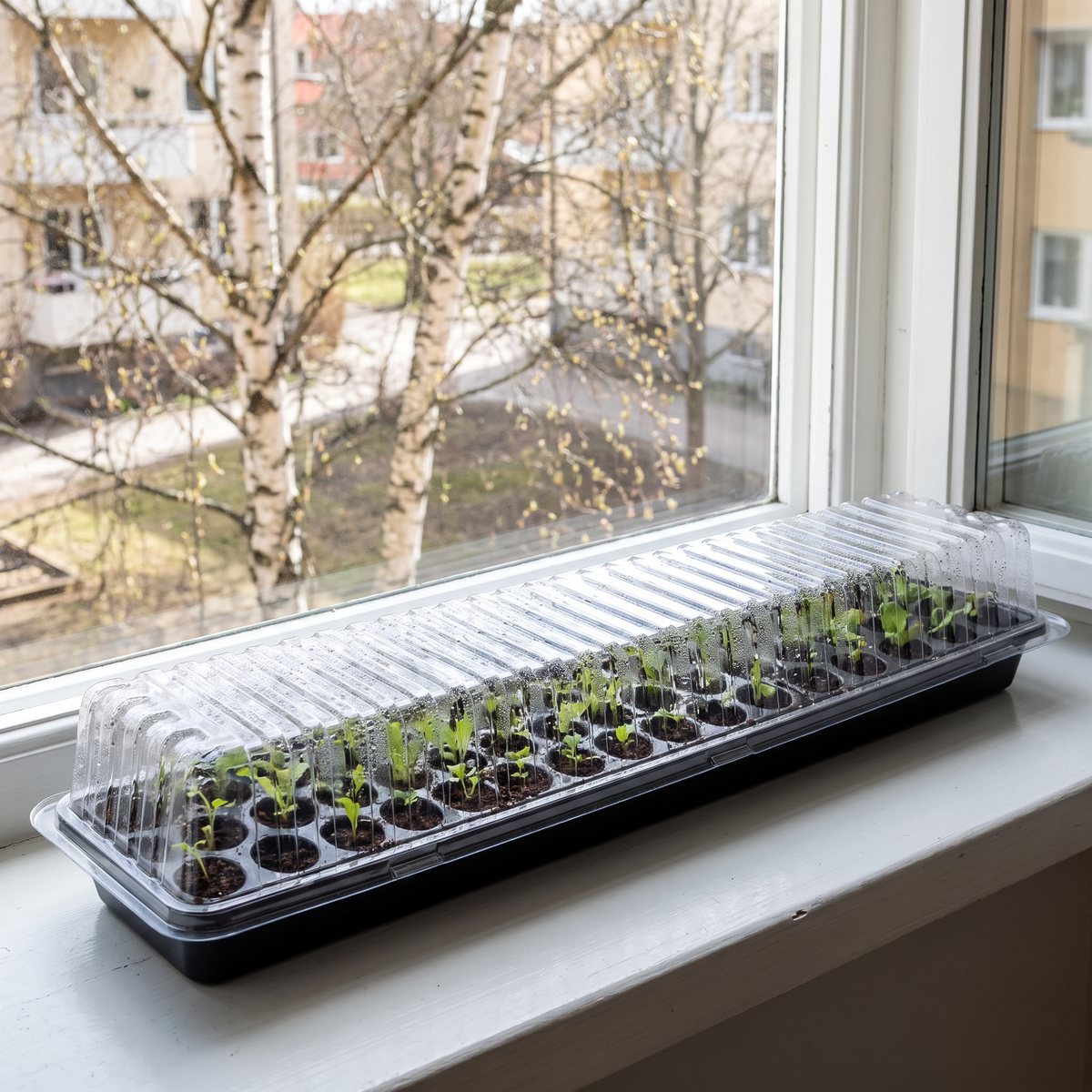 Nelson Garden Solid med små plantor under det genomskinliga locket, på en smal fönsterbräda i en lägenhet med björkar utanför