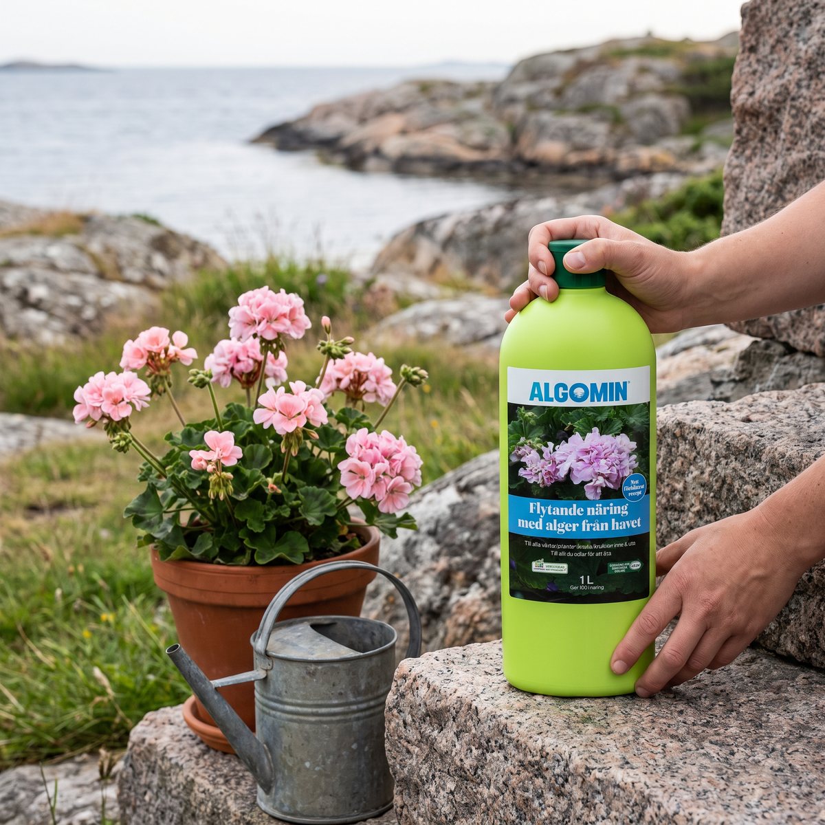 Algomin Flytande växtnäring med alger vid pelargoner på en granithäll i en svensk kustträdgård