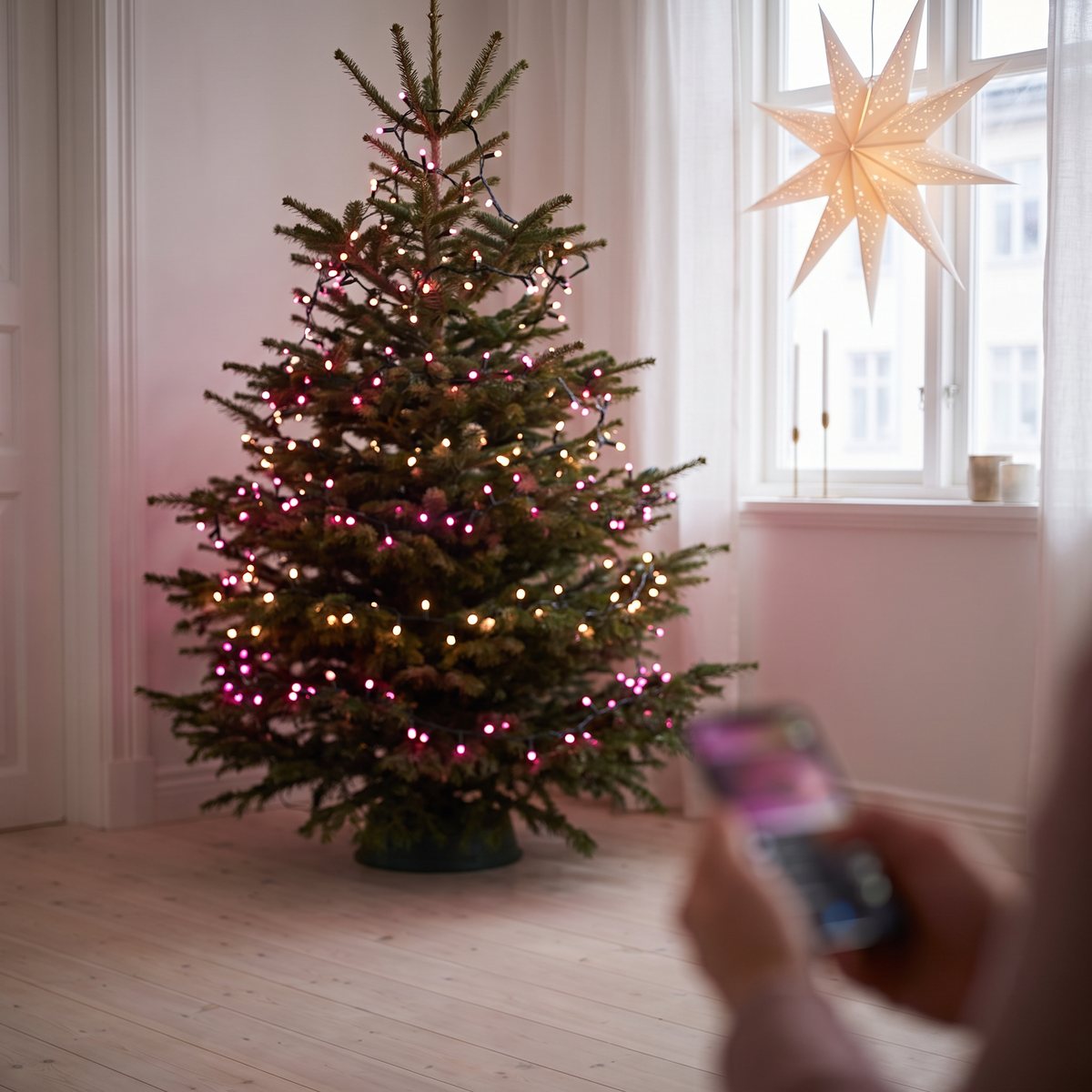 Philips Hue Festavia i rosa och varmvitt på en gran i en svensk lägenhet, mobil i förgrunden