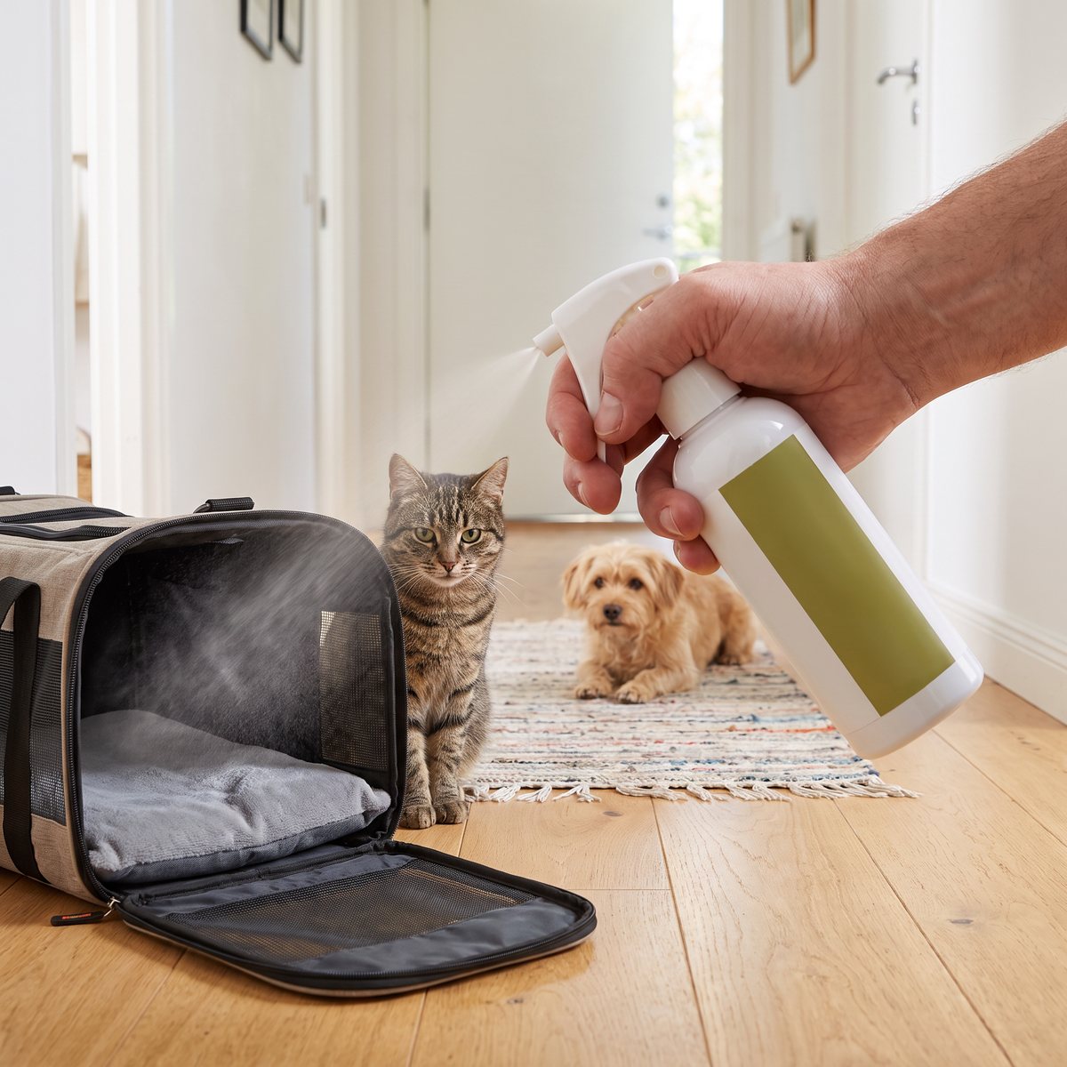 Hand sprayar Pet Remedy på kudden i en transportväska i en svensk hall medan en katt och en liten hund väntar