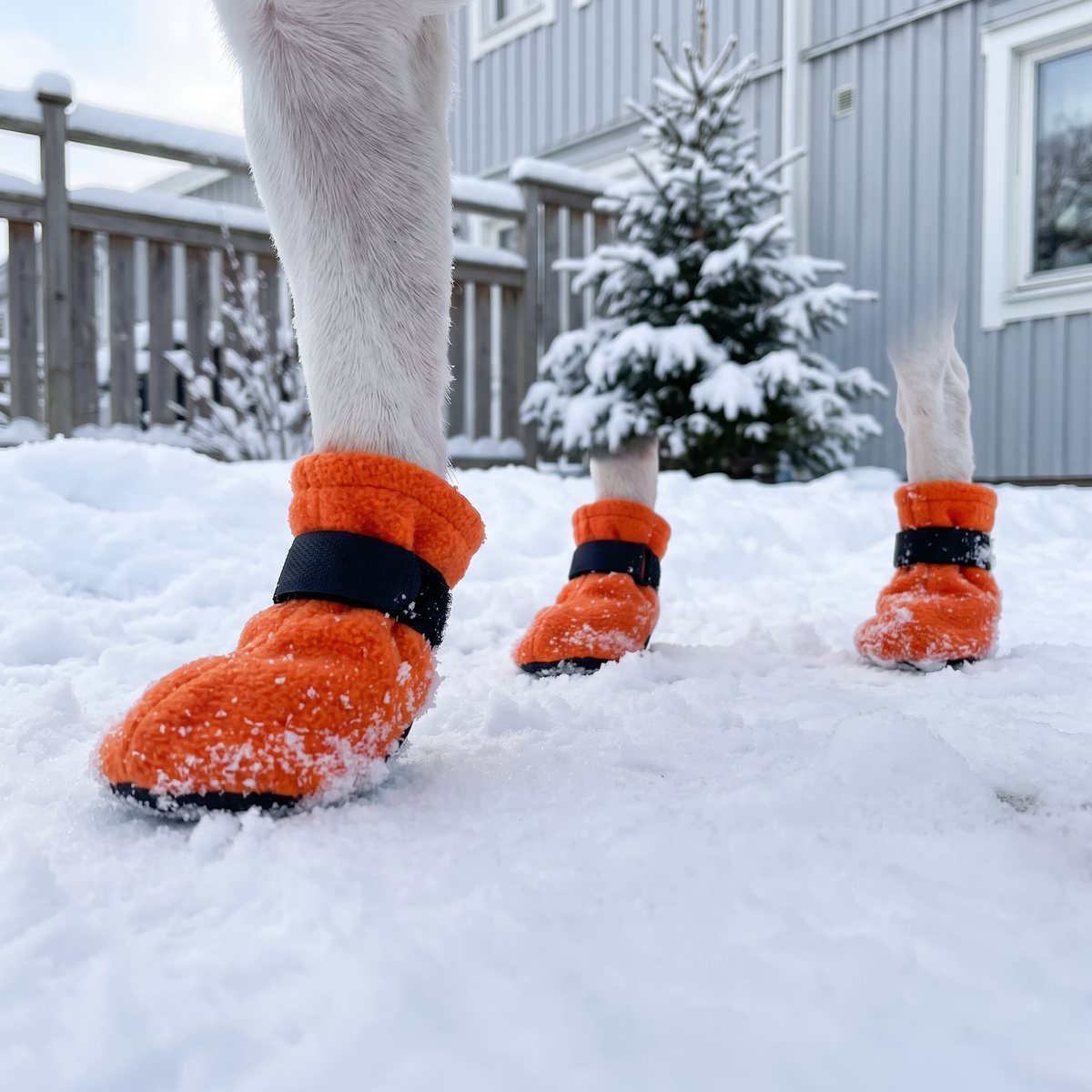 Liten hund med orange Basic Paws Fleece-skor i packad snö i en villaträdgård med grått trähus och snötäckt gran