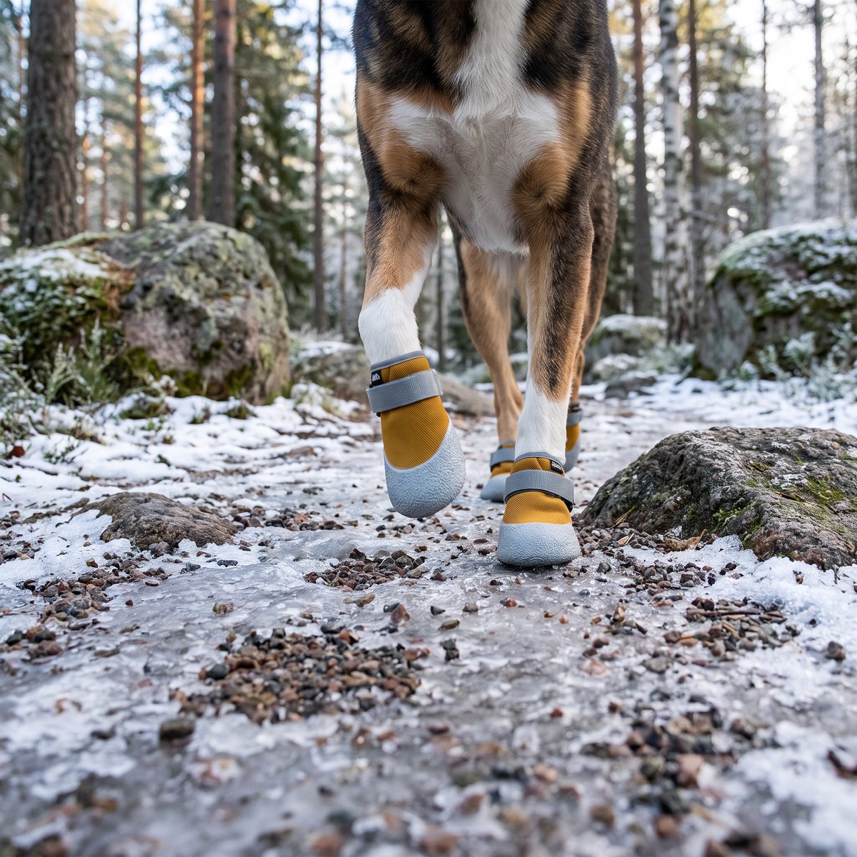Hund med senapsgula Hurtta Weekend Warrior-skor med grå gummisula på en isig grusstig i svensk tall- och björkskog