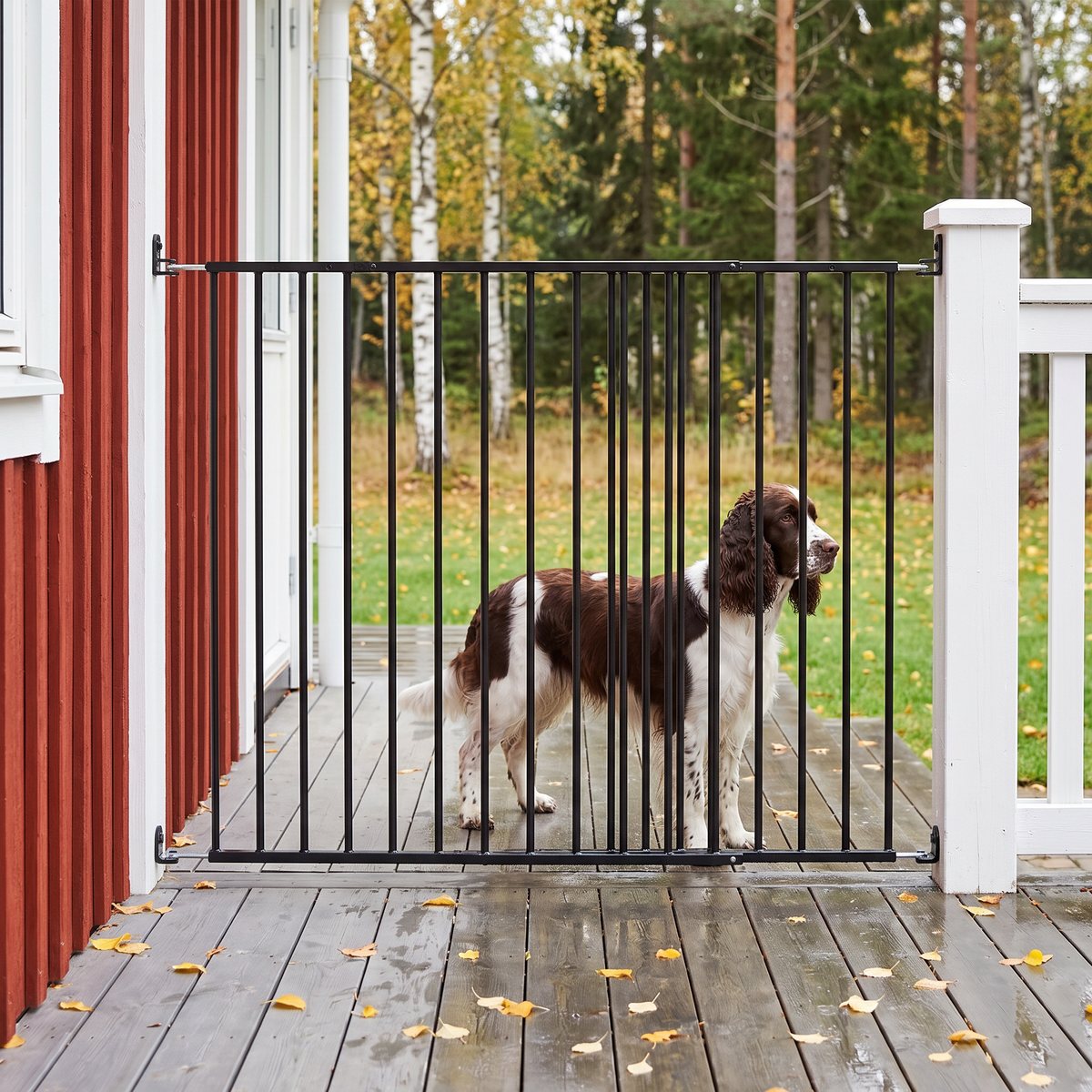 Svart hundgrind fastskruvad vid en altan på ett rött trähus en höstdag, en springer spaniel står på altanen bakom grinden