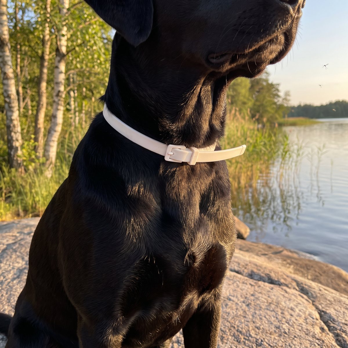 Svart hund med vitt Scalibor-halsband på en granithäll vid en svensk sjö en sommarkväll