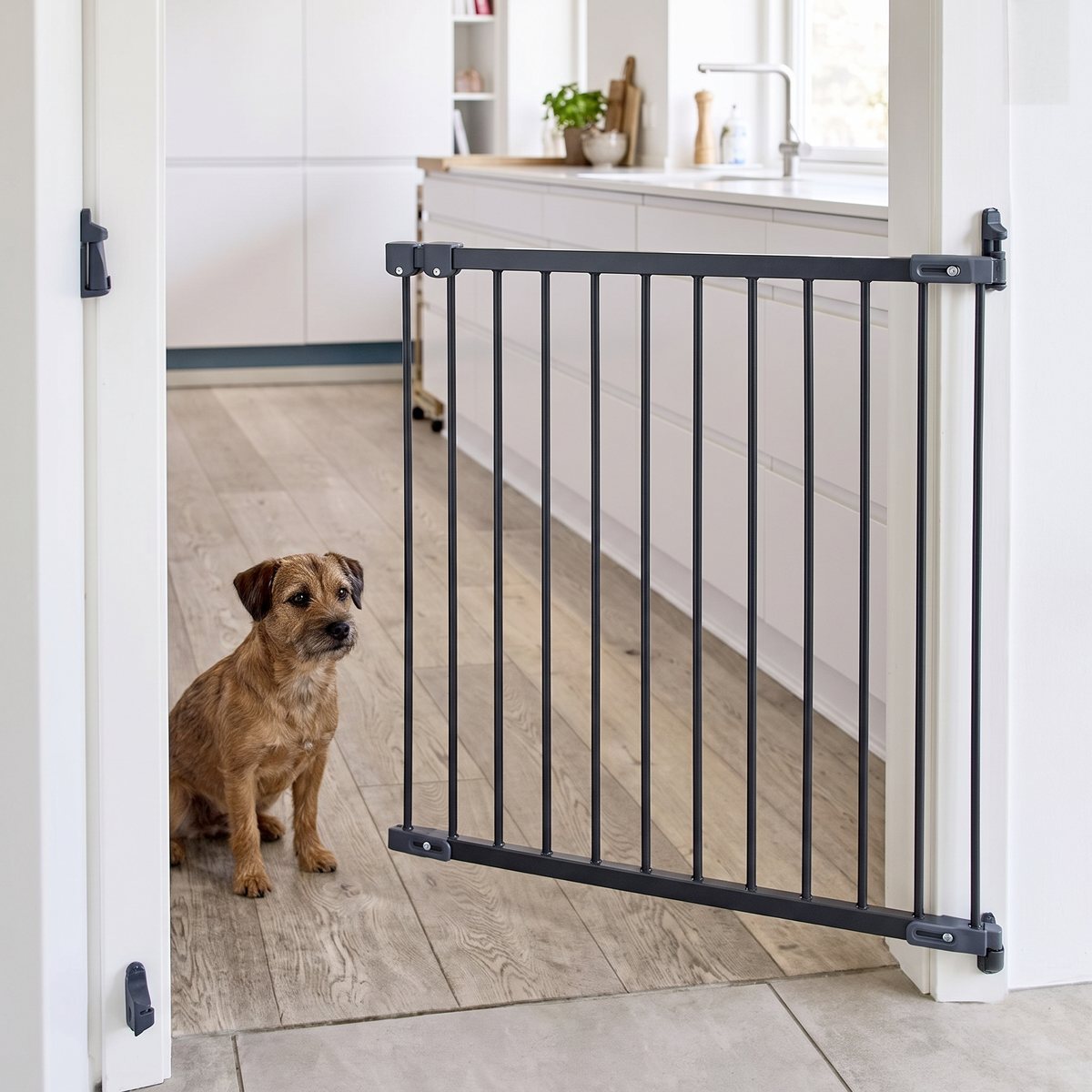 Svart DogSpace Molly svänggrind som svängs upp i en dörröppning mot ett vitt svenskt kök, med en liten hund på golvet bredvid