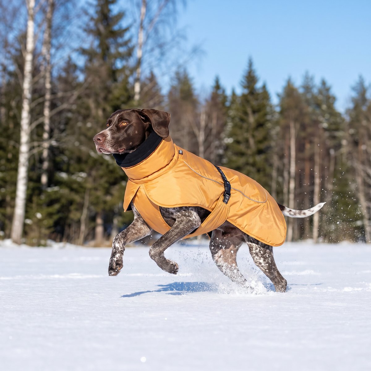 Vorsteh i ett orange Rukka Stormy-vintertäcke som galopperar över ett snöigt fält vid skogskanten