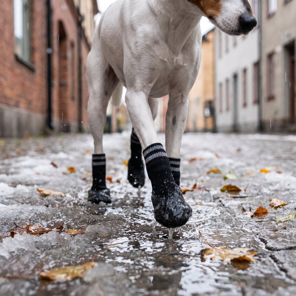 Vit och brun hund i svarta hundstrumpor med gummerad nederdel går i slask på en stenlagd gata