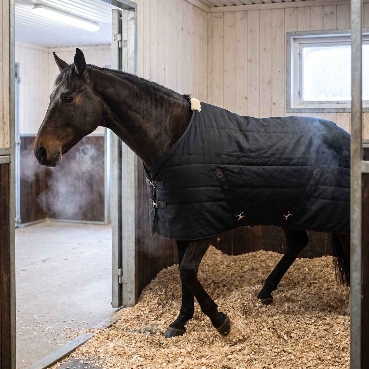 Svart vadderat stalltäcke utan hals på en mörkbrun häst som rör sig i en box med kutterspån i ett kallt svenskt stall
