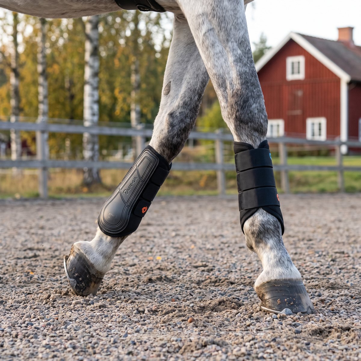 Svarta ARMA Air Motion-benskydd på frambenen hos en apelgrå häst på en grusad paddock med björkar och rött hus i bakgrunden en höstmorgon.